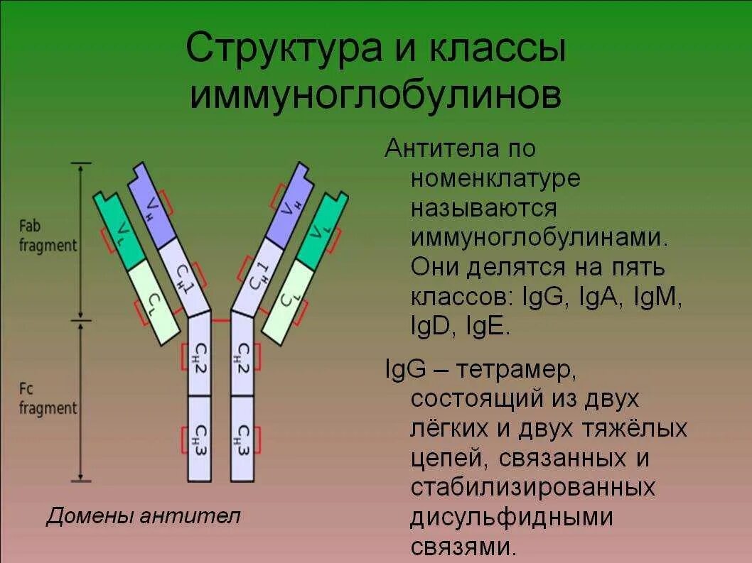 Определение иммуноглобулинов g. Класс 1 антител иммуноглобулина. Функции иммуноглобулин IGG. Антитела функции иммуноглобулинов. Строение антител иммуноглобулинов.