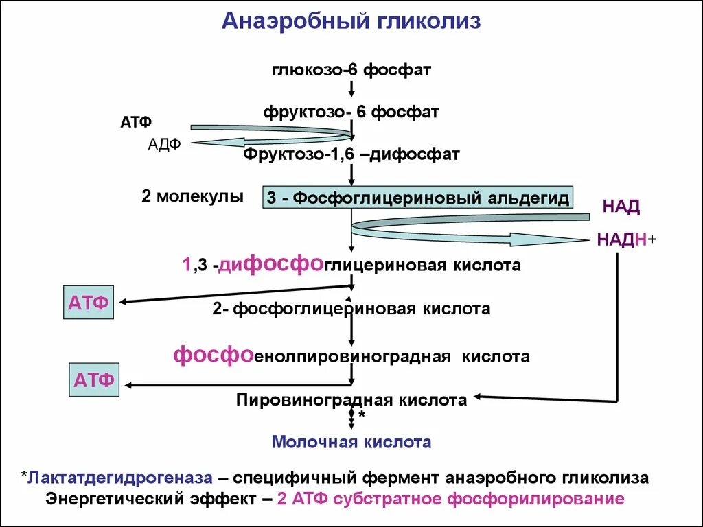 Пвк сколько атф. Анаэробный гликолиз этапы биохимия. Схема схема анаэробного гликолиза. Анаэробное окисление Глюкозы схема. Стадии анаэробного гликолиза биохимия.