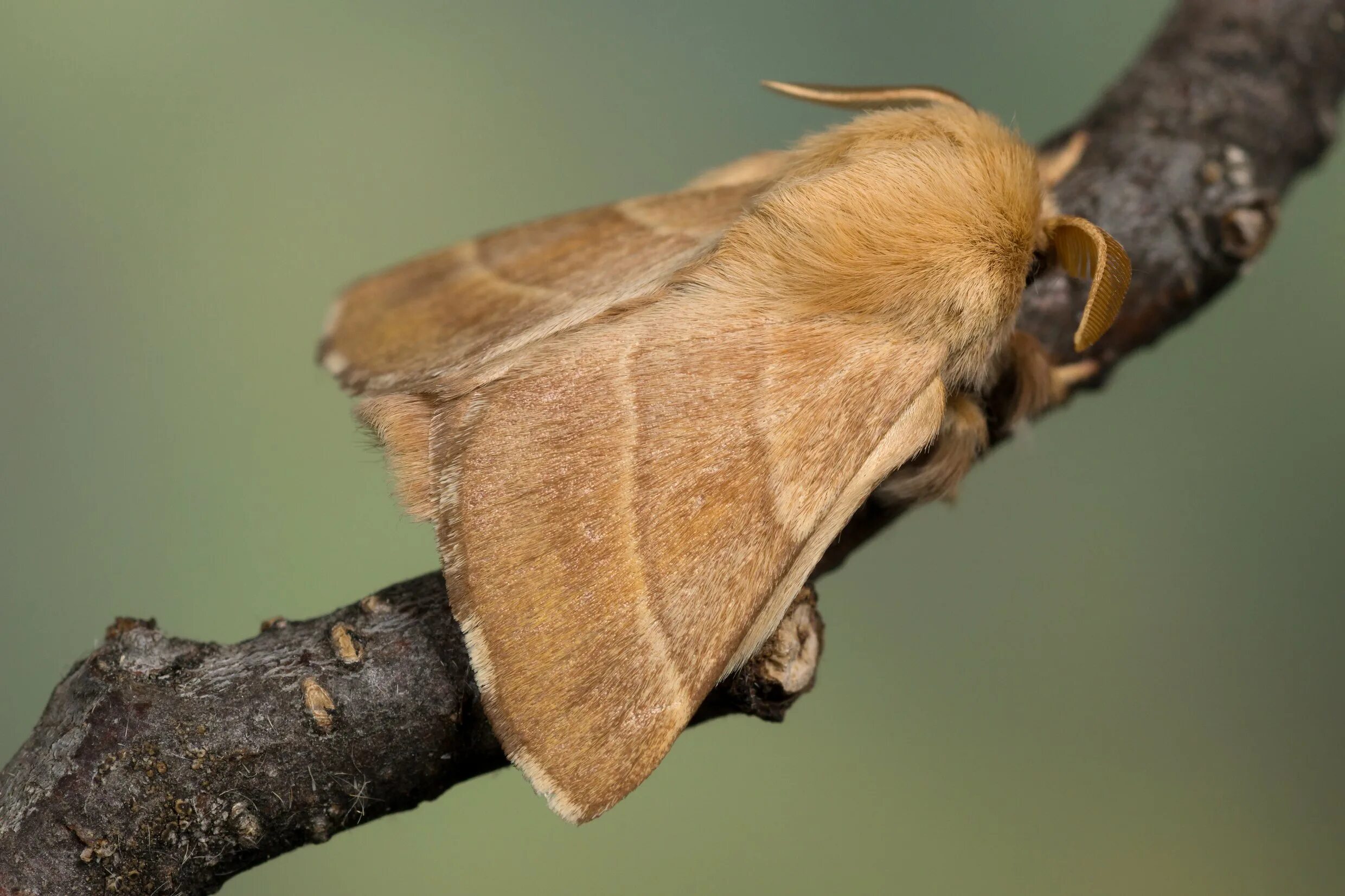 Лесной кольчатый шелкопряд гусеница. Кольчатый коконопряд (malacosoma neustria). Кольчатый шелкопряд гусеница. Кольчатый шелкопряд. Кольчатый шелкопряд бабочка.