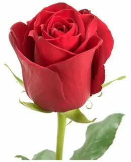 Rose ex