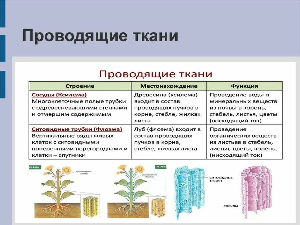 Местоположение проводящий