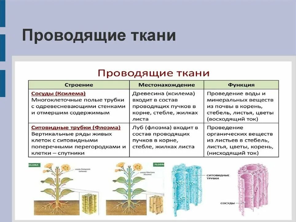 Местоположение проводящий. Строение проводящей ткани растений 5. Ткани растений растений 6 класс биология. Элементы основной ткани растений 6 класс. Ткани растений. Проводящие ткани строение и функция..