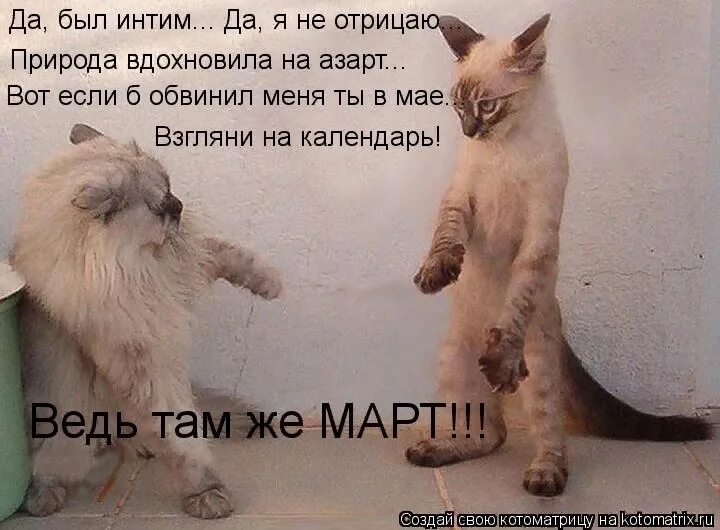 Там коты тут коты