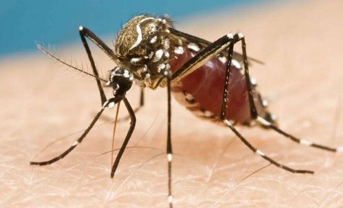 Комары переносчики заболеваний. Комаров Aedes aegypti. Комар Денге. Комар желтолихорадочный (Aedes aegypti). Москит Денге.