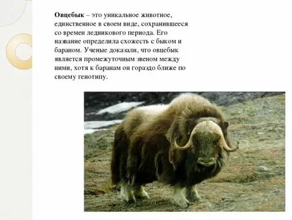 Овцебык внесен в красную книгу