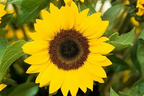 Sunflower plant