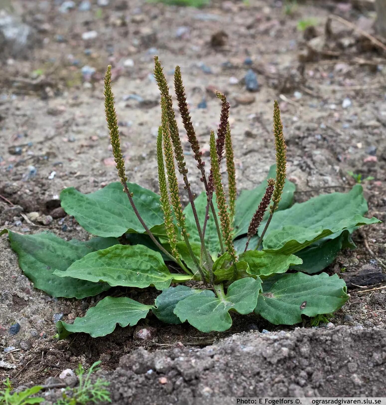 Подорожник большой. Подорожник ( Plantago Major). Подорожник большой (Plantago Major l.). Подорожник Крашенинникова. Отдел подорожника