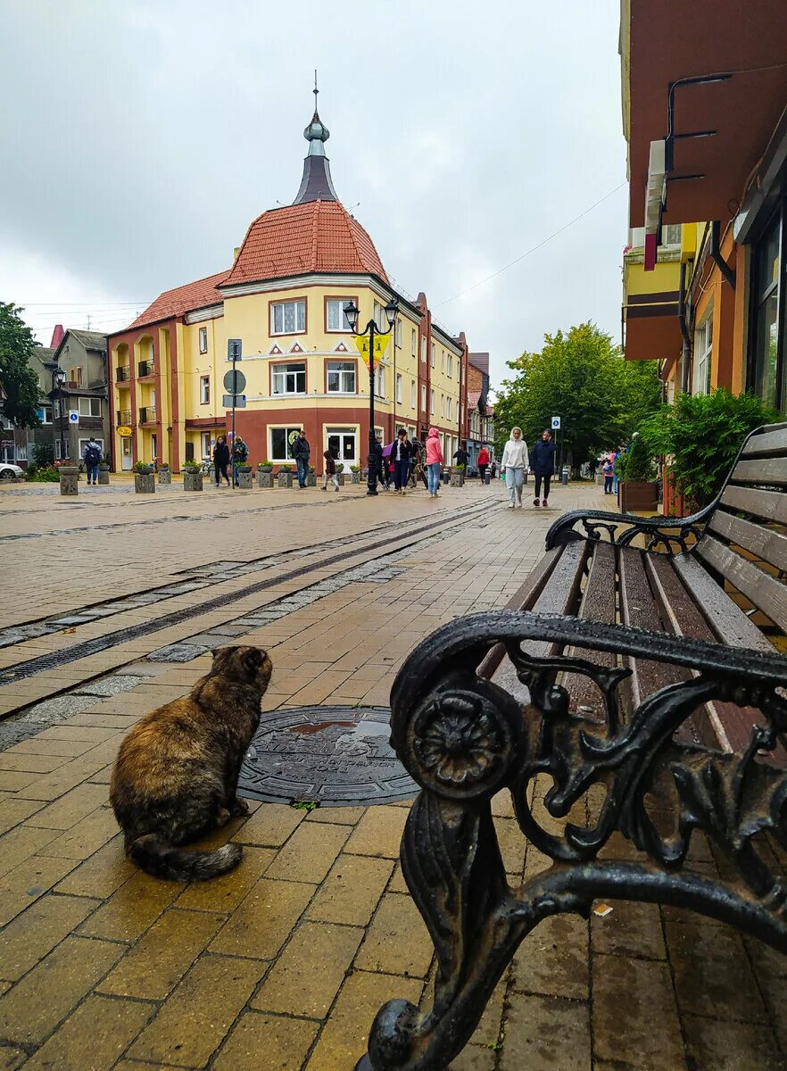 Зеленоградск город котов. Калининград кошачий город. Улица котов в Зеленоградске. Город котов в Калининграде.