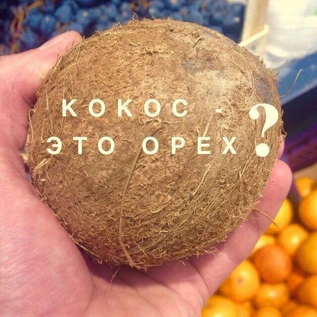 чем полезен кокос. коконат кокос. кокос фрукт или ягода или орех. кокос фрукт или ягода или орех. что полезного в кокосе.