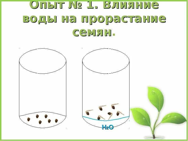 Влияние какого развития проростков иллюстрирует данный опыт. Влияние воды на прорастание семян. Влияние воды на прорастание семян опыт. Эксперимент с прорастанием семян. Влияние влаги на прорастание семян.