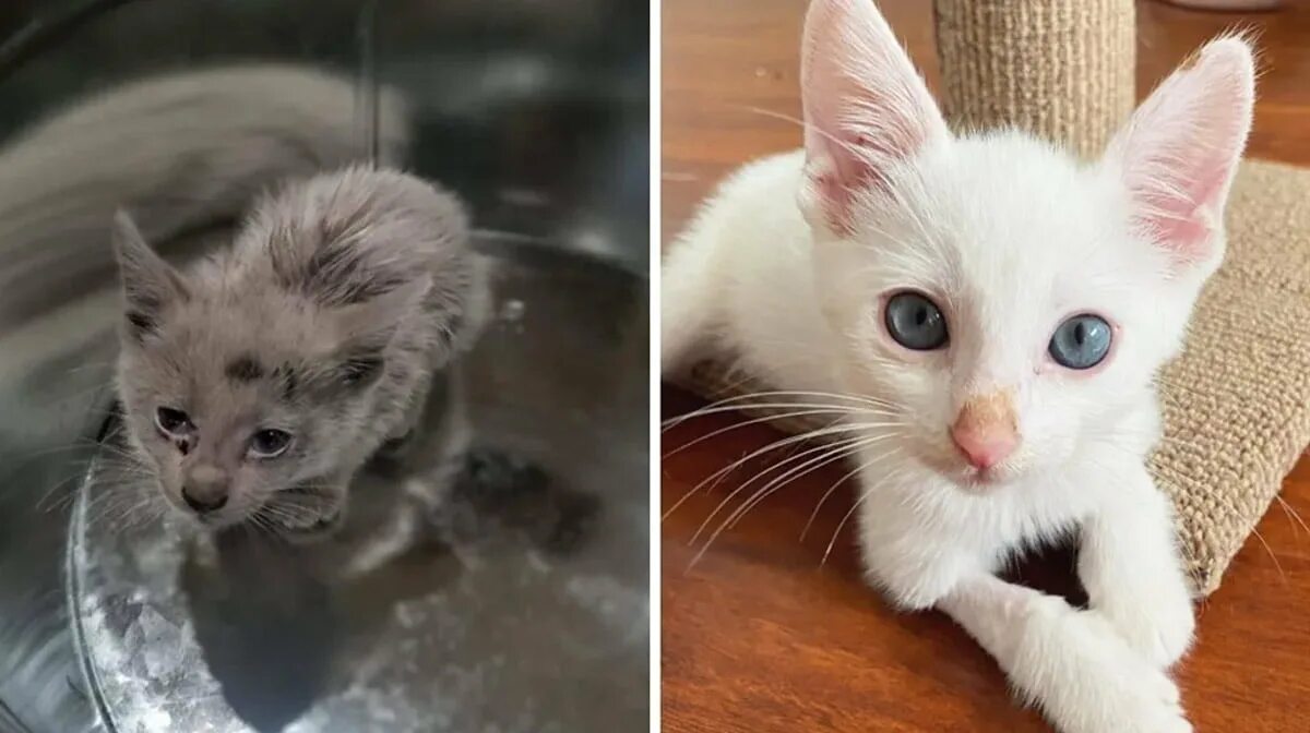 Котята их жизнь
