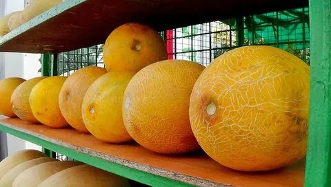 Любишь дыни