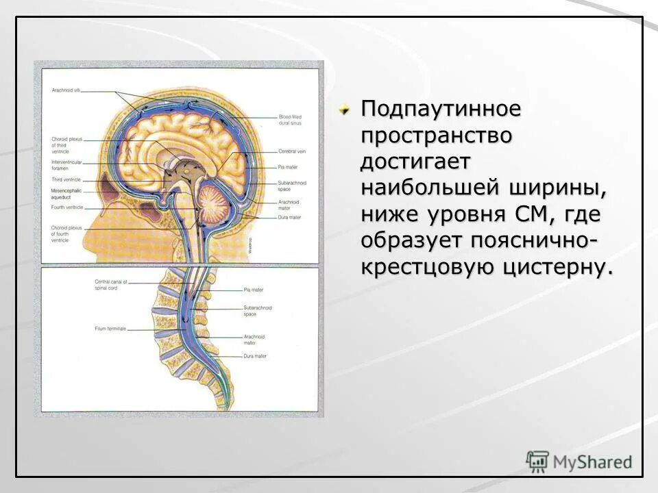 Спинной и головной мозг тест 8 класс. Цистерны подпаутинного пространства. Подпаутинное пространство спинного мозга. Подпаутинные цистерны головного мозга. Цистерны спинного мозга.