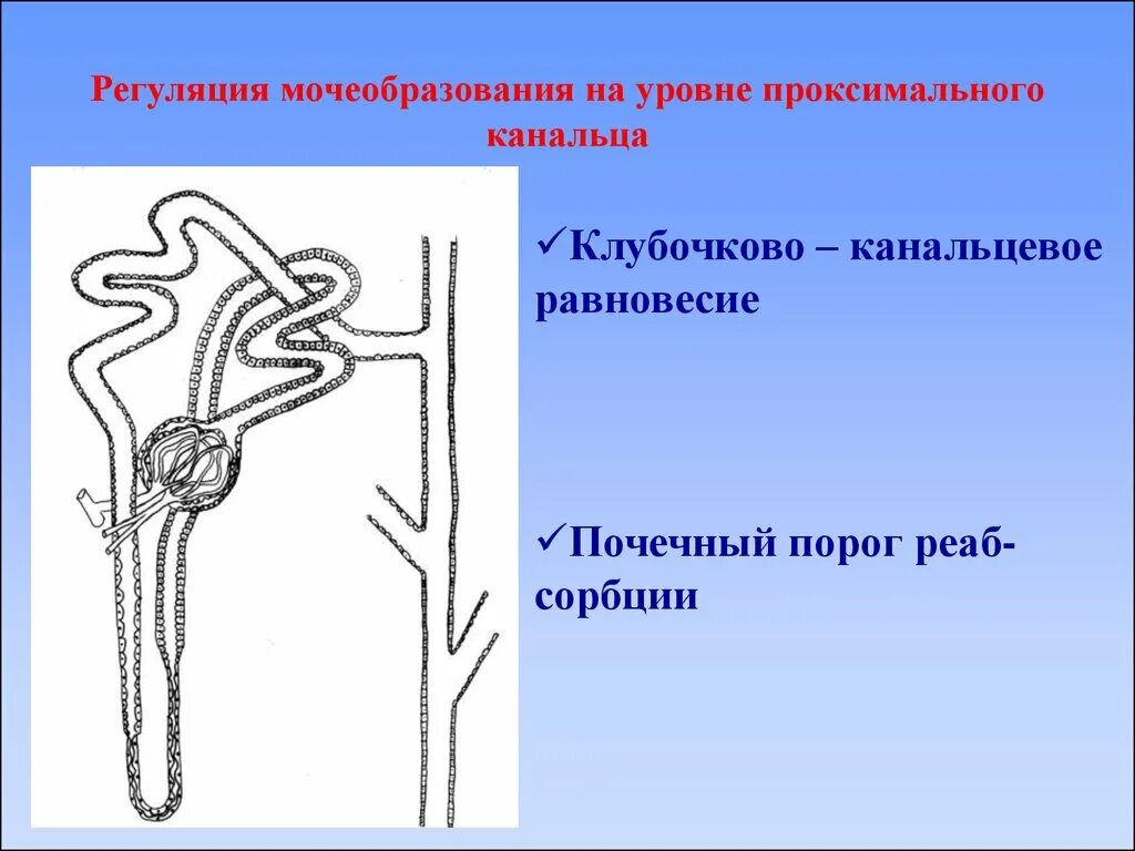 Собирательные трубочки пирамид. Гуморальная регуляция мочеобразования. Регуляция мочеобразования. Нервная регуляция мочеобразования. Гормональная регуляция мочеобразования.