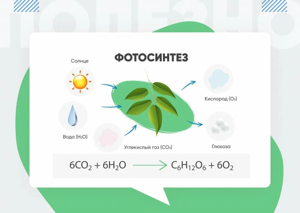 Рисунок фотосинтеза. Схема фотосинтеза у растений. Схема процесса фотосинтеза. Этапы фотосинтеза. Этапы процесса фотосинтеза.