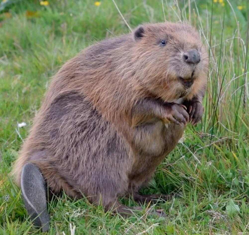 Бобр речной обыкновенный. Бобр (castor fiber linnaeus, 1758). Бобр (castor fiber linnaeus, 1758). Европейский бобр. Западносибирский речной бобр.