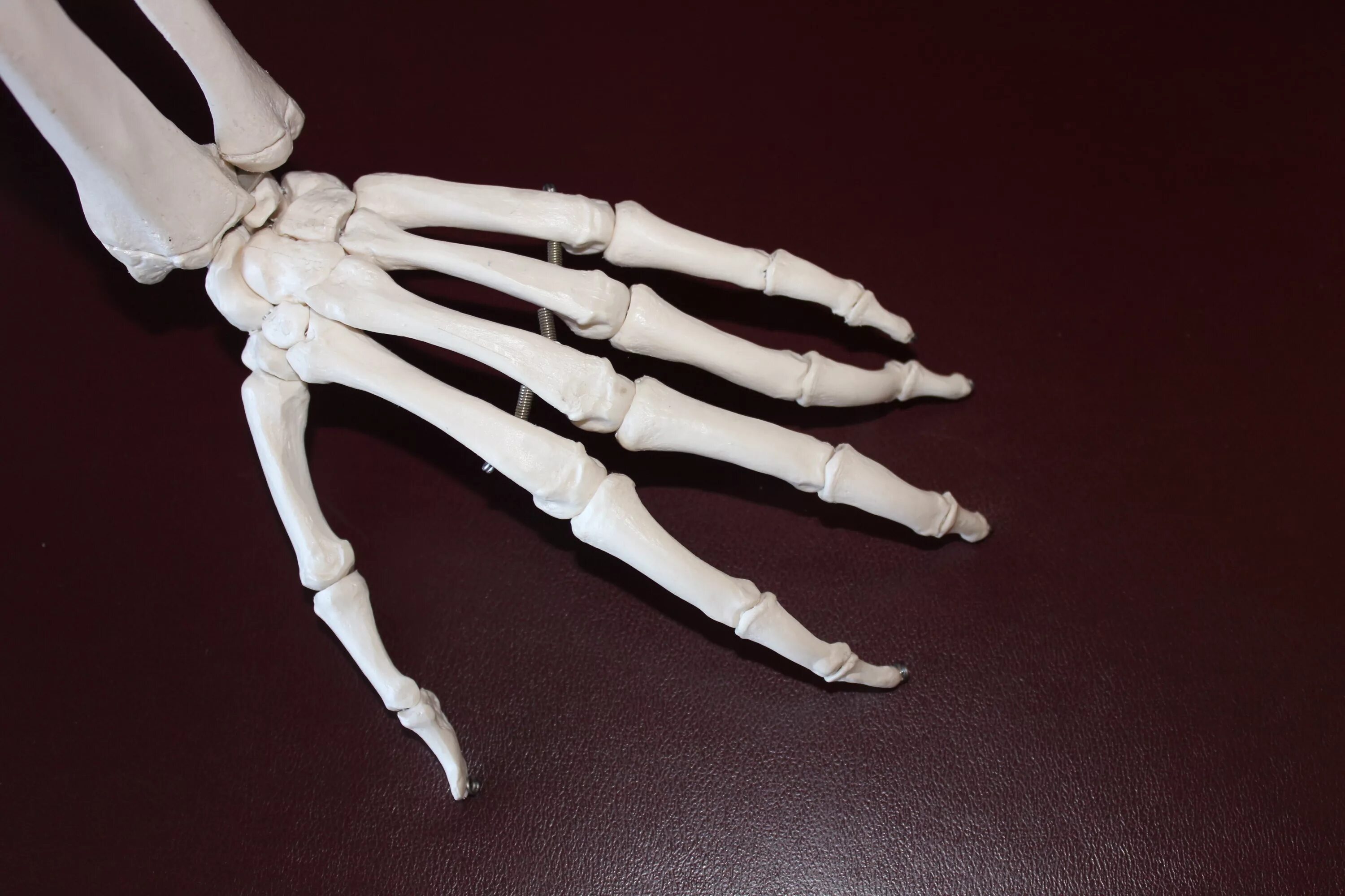 Скелет руки. Кость руки. Скелет человеческой руки. Кисть руки скелет. Hand bone