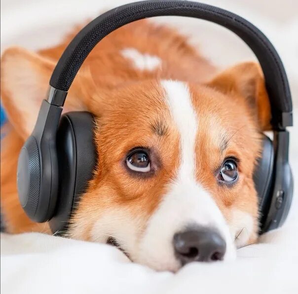 Корги музыка слушать. Корги в наушниках. animal headphones. co rg i собака. dog listening to music.