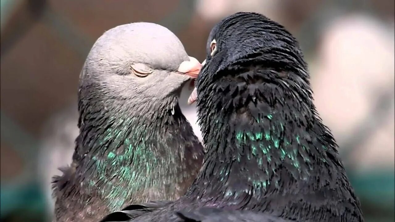 Необычные голуби. Романтические голуби. Красивые голуби. Пиджеон голубь. Птицы любви голуби.
