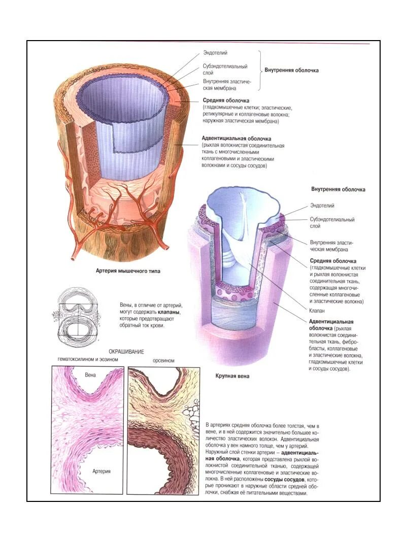 Внутренняя оболочка сосудистая. Внутренняя оболочка сосудов. Средняя оболочка сосуда. Внутреннее строение сосудов. Оболочка сосудов внутренняя средняя.