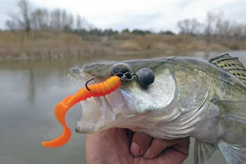 Ловля хищной рыбы. Колючеперый судак. Ловля хищной рыбы. Ловля хищной рыбы. Рыбалка на щуку.