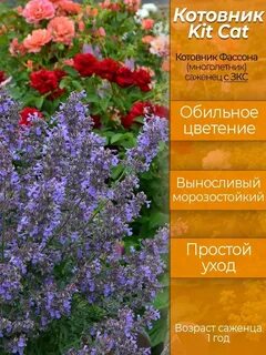 Котовники кит