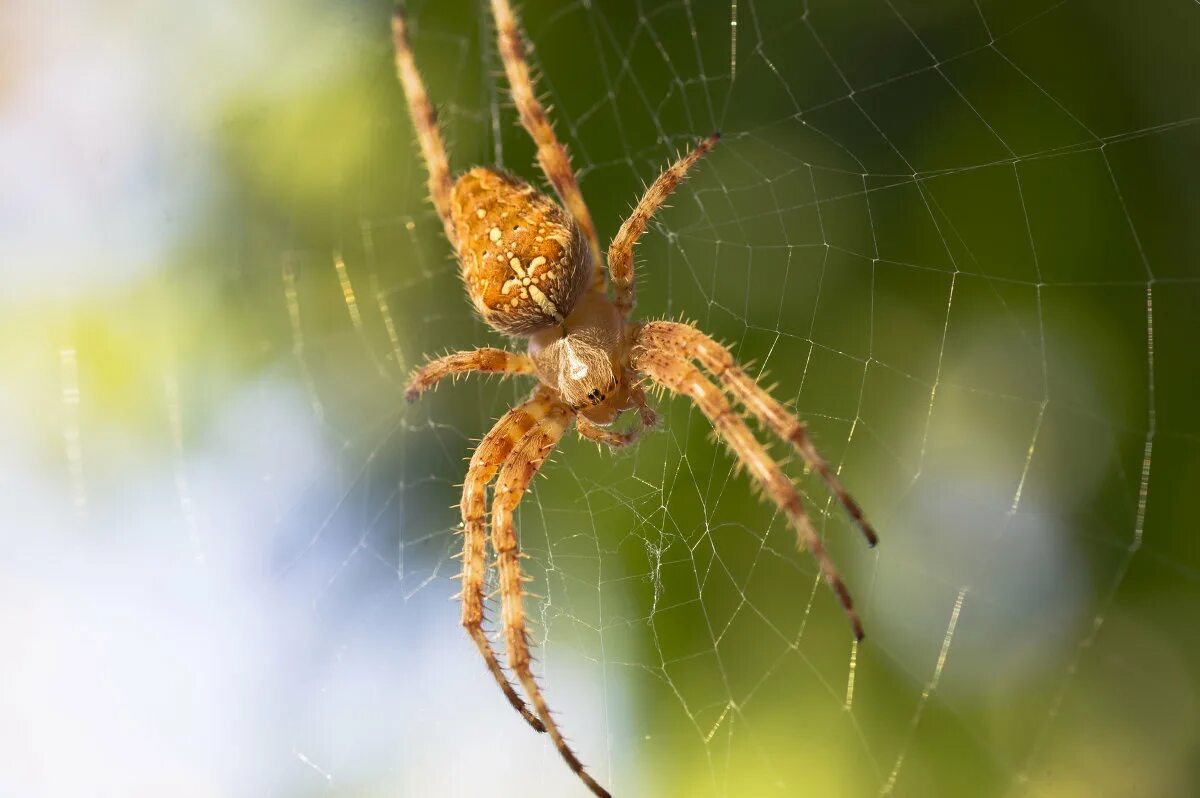 Паук крестовик глаза. Гималайский паук-скакун. Паучок. Всех пауков в мире. Пестрый скакунчик паук.