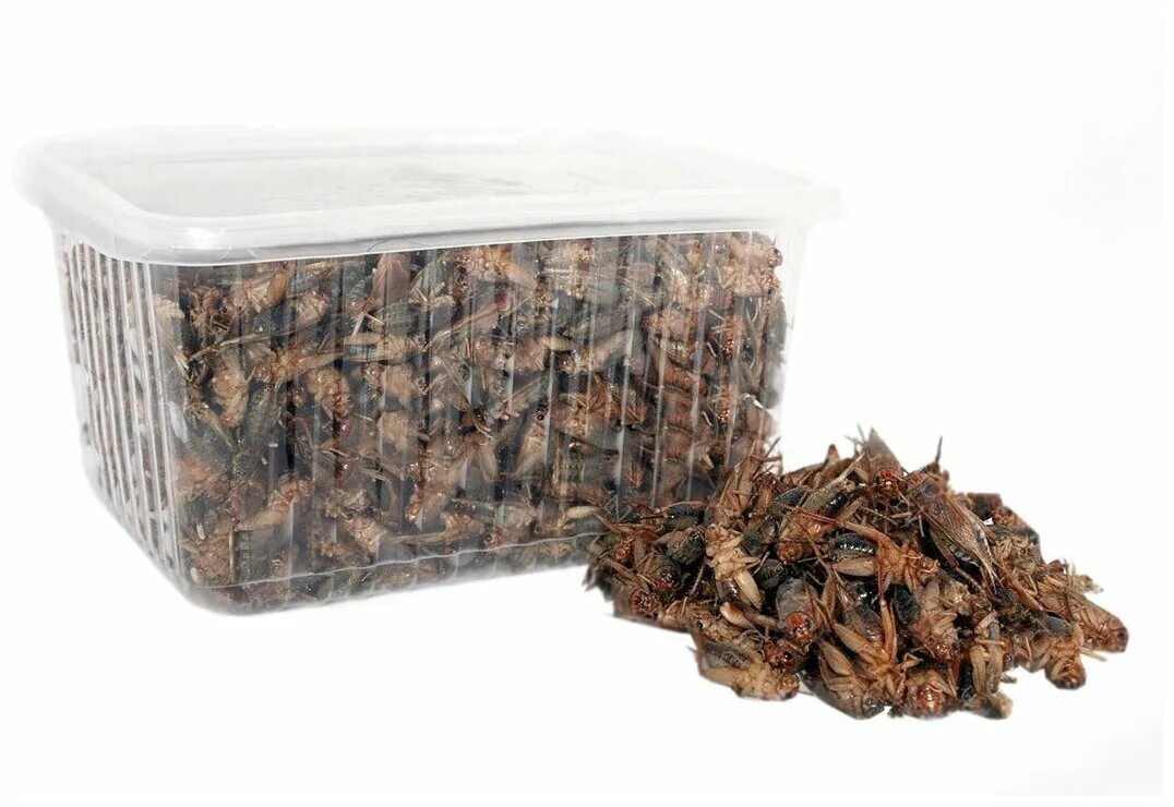 кормовые насекомые. сверчки кормовые. Acheta domesticus домовый сверчок. сверчки кормовые. сверчок домовой, банановый.