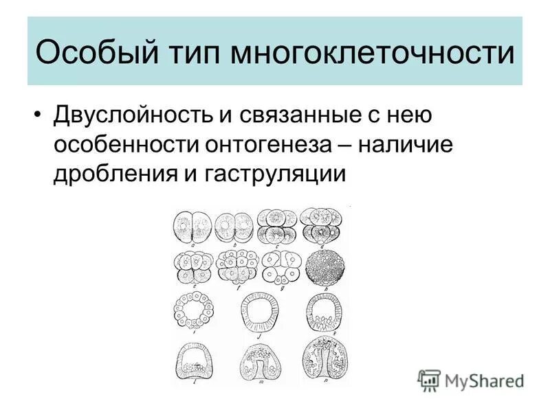 Появление многоклеточности привело. Оогамия презентация.