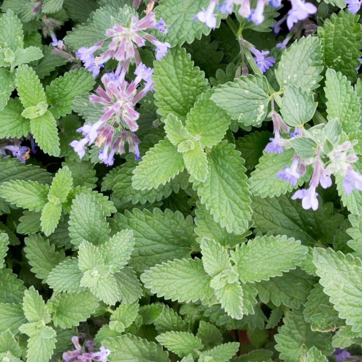 Кошачья мята где купить. Котовник Кошачья мята. Котовник кошачий (Nepeta cataria). Catnip Кошачья мята. Котовник Сибирский.