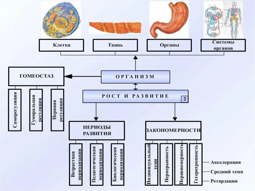 Формирование органов человека. Общие закономерности роста и развития организма. Основные закономерности роста и развития детей и подростков. Основные закономерности роста и развития детского организма. Основные закономерности роста и развития человека.