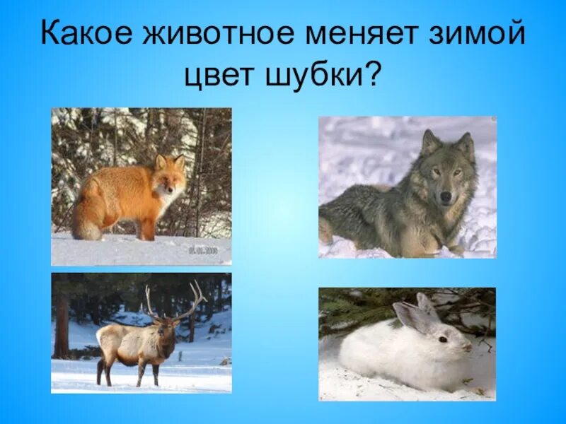 Животные меняют цвет зимой. Животные меняющие окраску зимой. Животные которые меняют шубку зимой. Зимующие животные для детей. Изменение окраски животных
