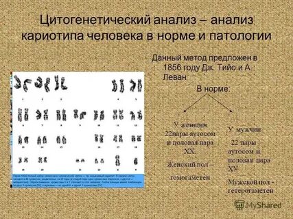 Кариотип анализ