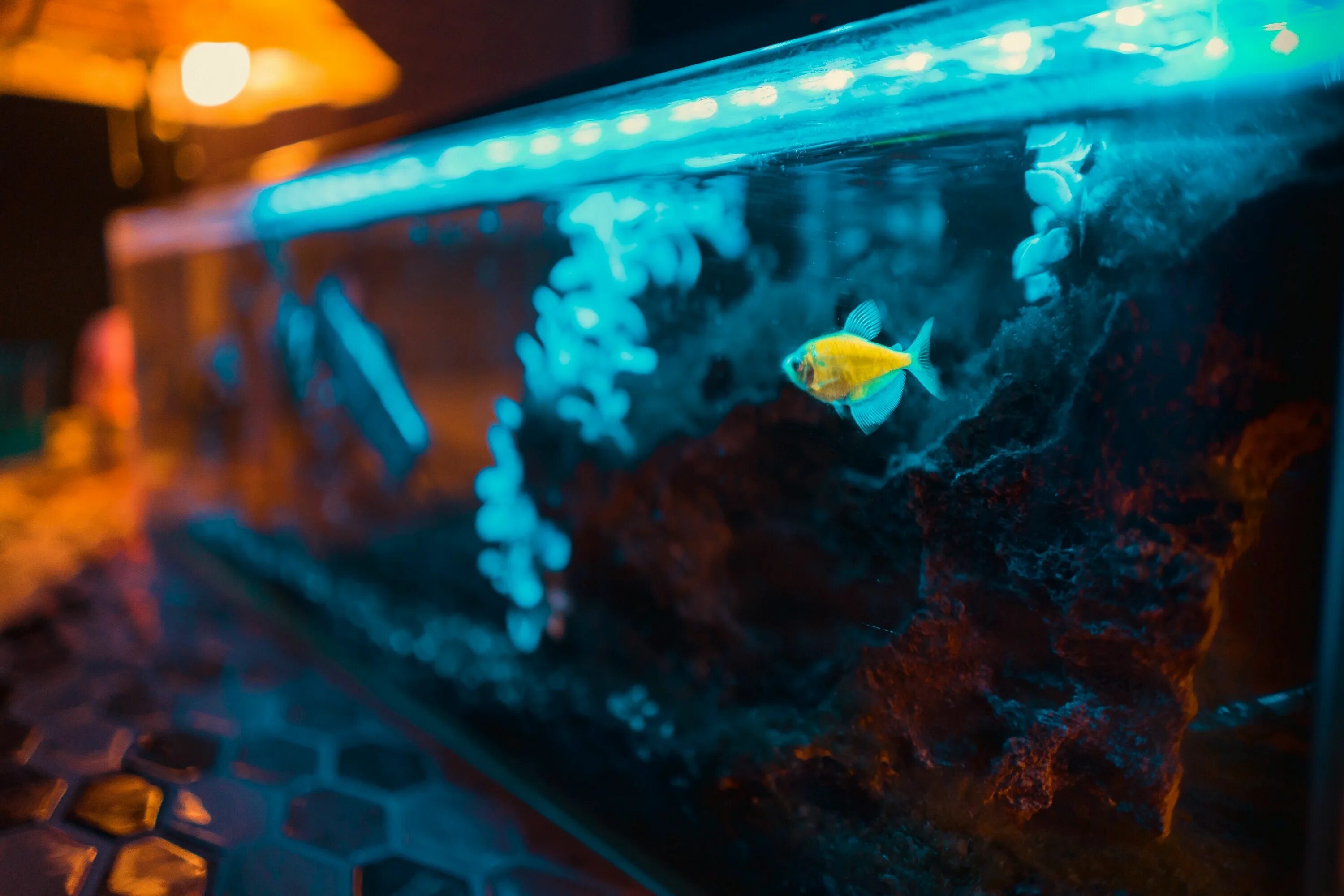Нужен рыбкам свет ночью. Проектор морские обитатели. Аквариум с подводным космосом. Проектор Морское дно. Аквариум для подводной съемки.