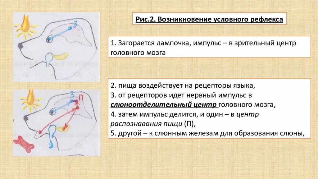 С чем связаны рефлексы у птиц. Механизм условного рефлекса Павлова. Схема образования условного рефлекса и. п. Павлов. Механизм образования условного рефлекса по и.п Павлову. Этапы условного рефлекса по Павлову.