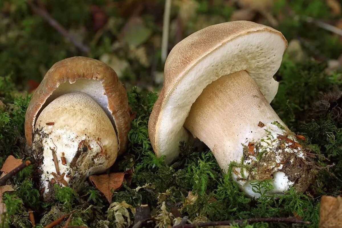 Белый гриб корень. Гриб Боровик. Boletus reticulatus. Грибы Шляпочные Боровик. Белый гриб Боровик.