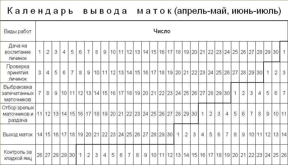 Когда появляются маточники. Календарь вывода маток пчеломаток. Таблица вывода маток пчел. График вывода маток пчел таблица. Календарь пчеловода таблица вывода маток.