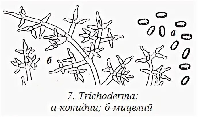 Обнаружены споры и мицелий. Триходерма строение гриба. Грибы рода триходерма. Триходерма Верде мицелий. Морфологические признаки грибов триходерма.