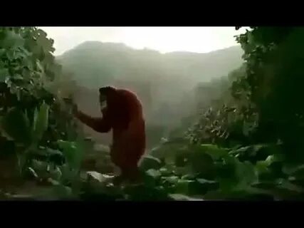Видео песня обезьяны
