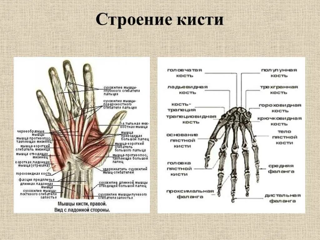 Кисть левой руки строение. Кости запястья анатомия строение. Строение кисти руки вид сбоку. Строение костей кисти руки человека. Рука человека название