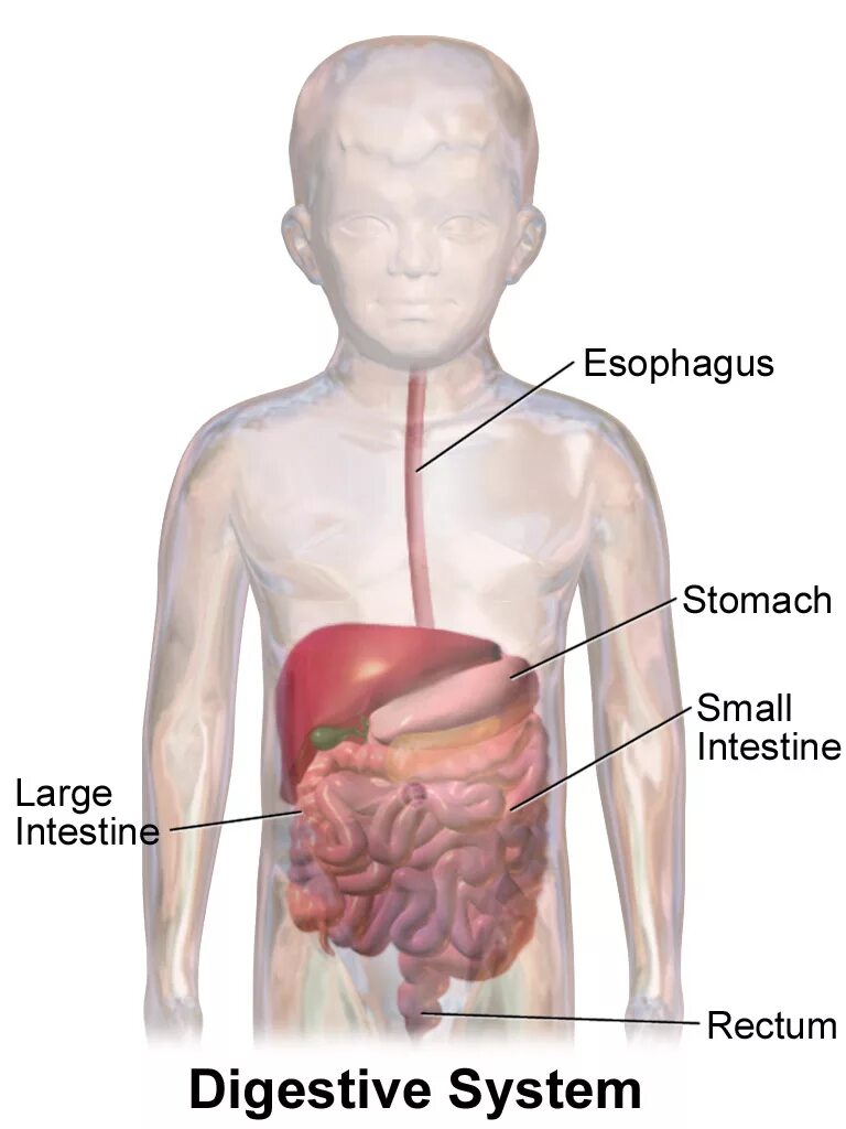 Расположение желудка у детей. Желудочно-кишечный тракт ребенка.