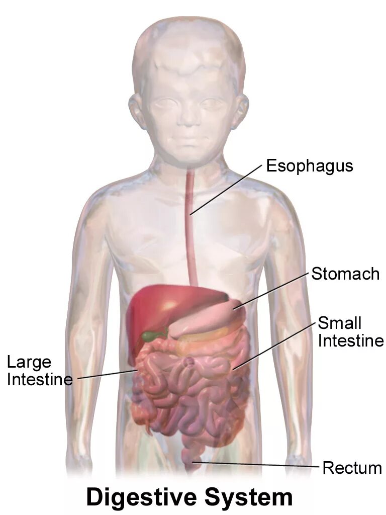 Печень у детей 3 лет. Расположение желудка у детей. Желудочно-кишечный тракт ребенка.