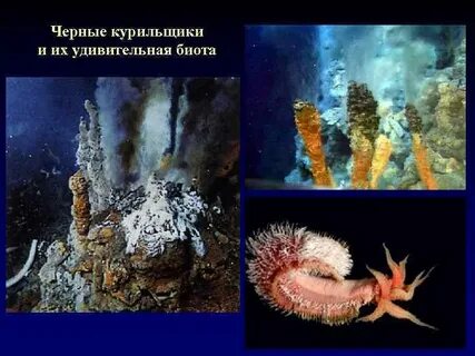 Курил черный