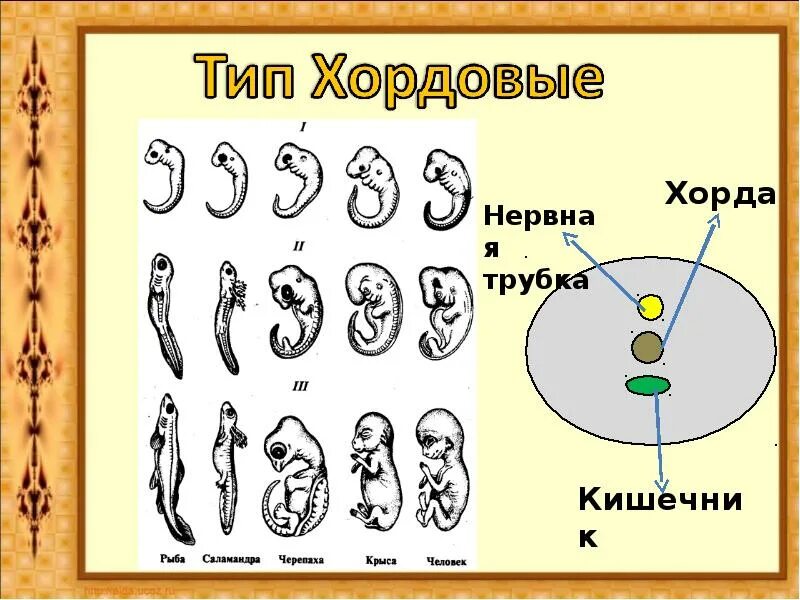Хорда зародыша. Хорда зародыша. Хорда у эмбриона человека. Хорда зародыша. Гаструла эктодерма энтодерма.