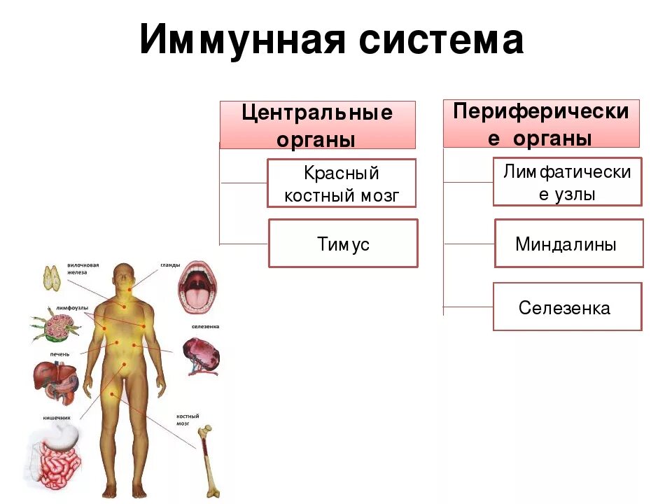 Иммунная связь. Органы иммунной системы и функции иммунной системы. Функции иммунной системы схема. Где вырабатываются клетки иммунной системы. Иммунная система человека строение и функции таблица.