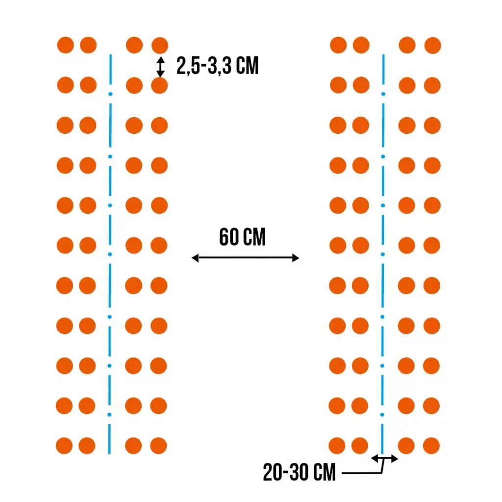 На каком расстоянии сажать свеклу. Схема посева семян моркови. Морковь схема посадки в открытый грунт. Посадка моркови весной в открытый грунт схема. Схема посадки моркови в открытом грунте.