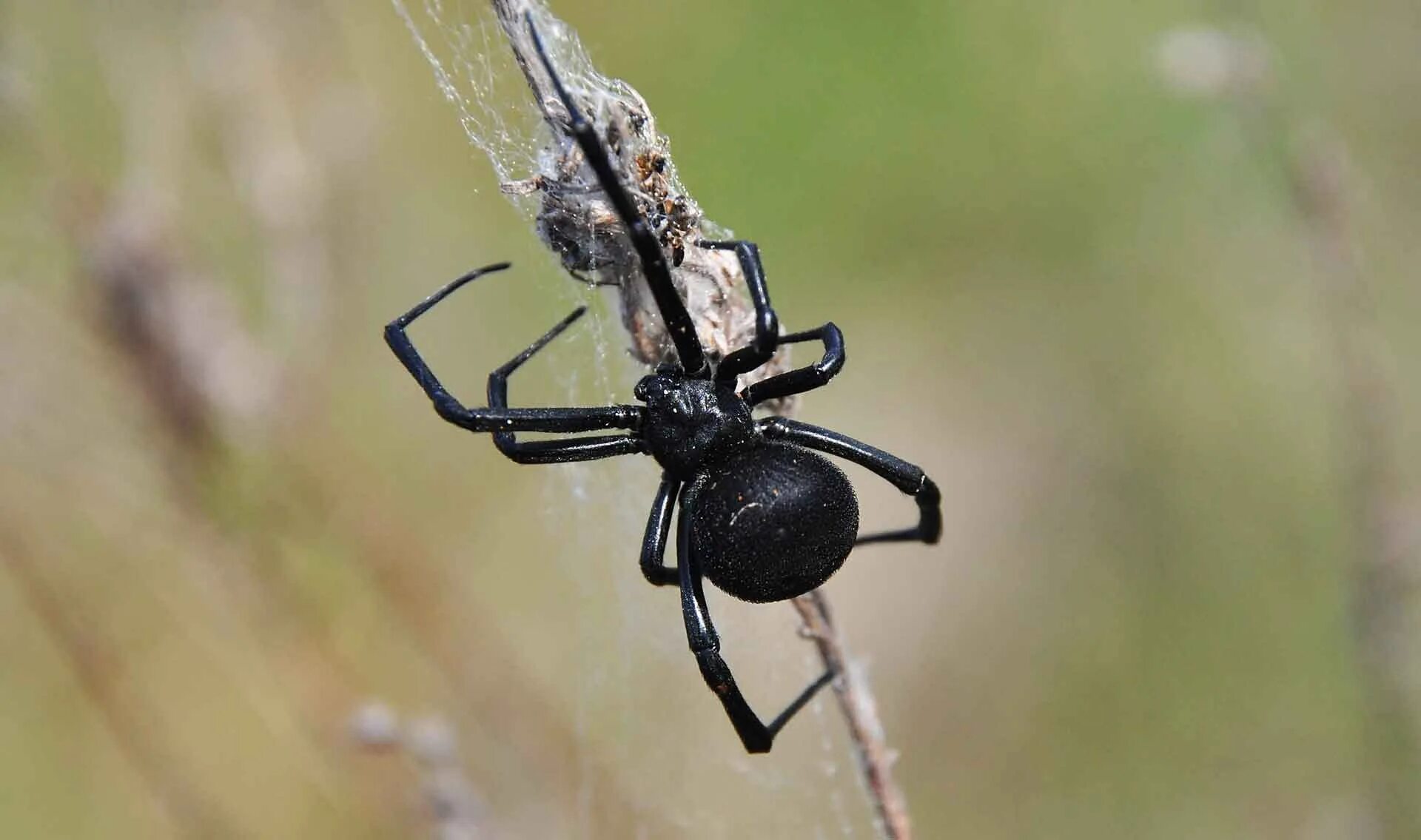 Каракурт паук. Каракурт (latrodectus tredecimguttatus). Каракурт крымский. Каракурт паук в краснодарском крае. Каракурт видео.