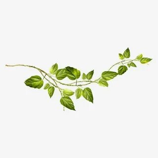 Pdf plant