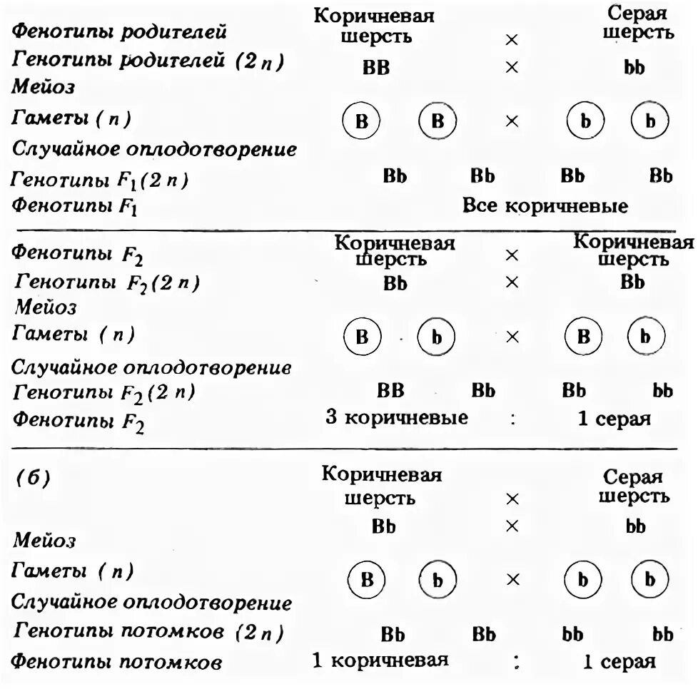 У морских свинок гладкая шерсть определяется рецессивным. Генотип и фенотип схема. Как определить генотип родителей. Фенотип человека таблица. Виды мужского фенотипа.