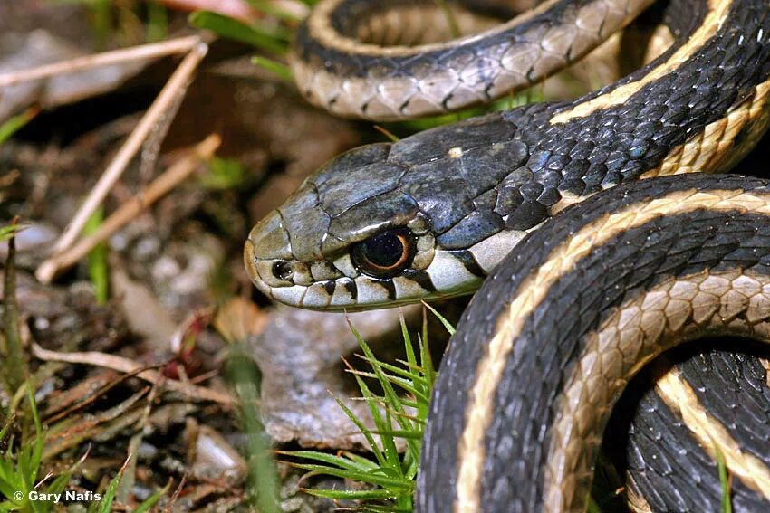 Щитомордник змея горного Алтая. Thamnophis elegans. Карпатская Горная змея. Змеи горного Алтая полоз.